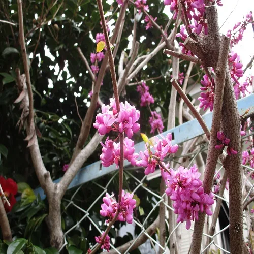 ハナズオウの花