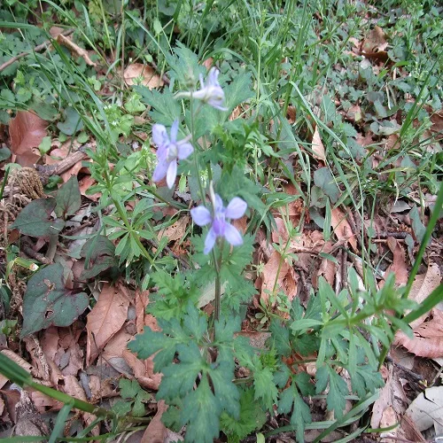セリバヒエンソウの花