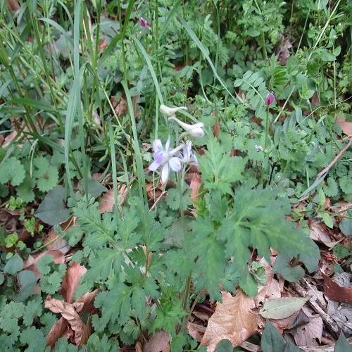 セリバヒエンソウ