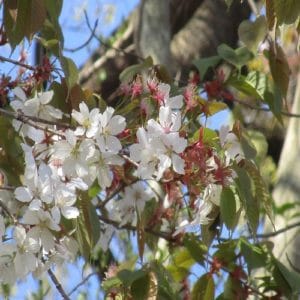 ヤマザクラの花