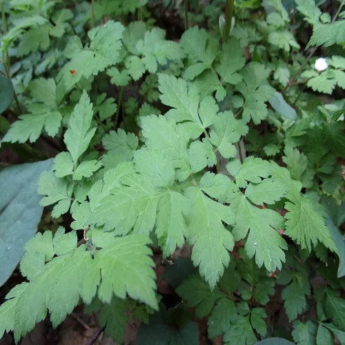 ヤブニンジンの葉