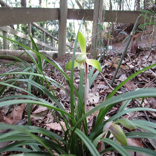 シュンランの花