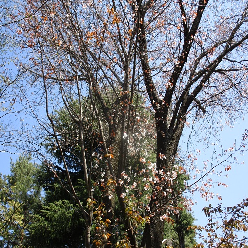 ヤマザクラの木の全体像