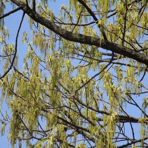 コナラの花