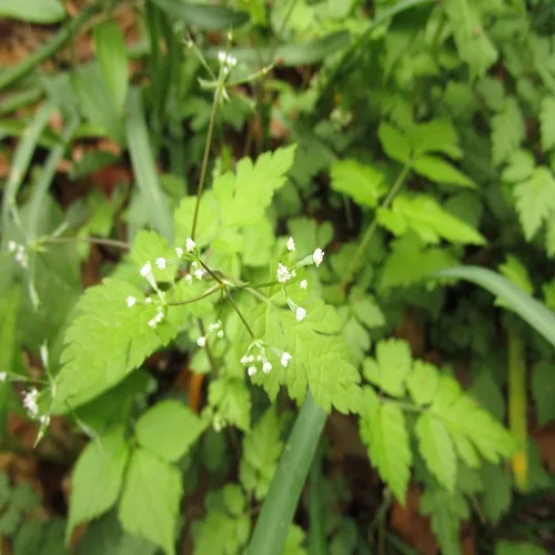 ヤブニンジンの花