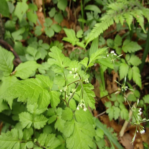 ヤブニンジンの花