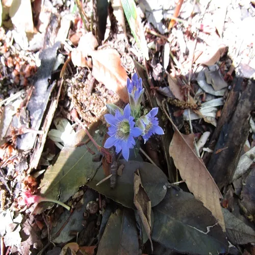 フデリンドウの花