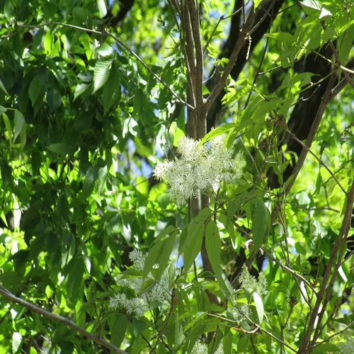 マルバアオダモ