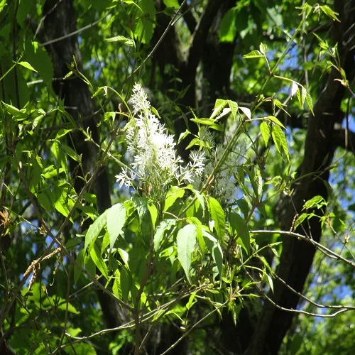 マルバアオダモ