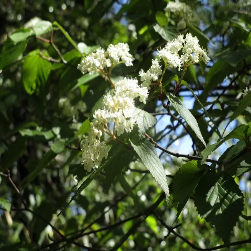 コバノガマズミの花