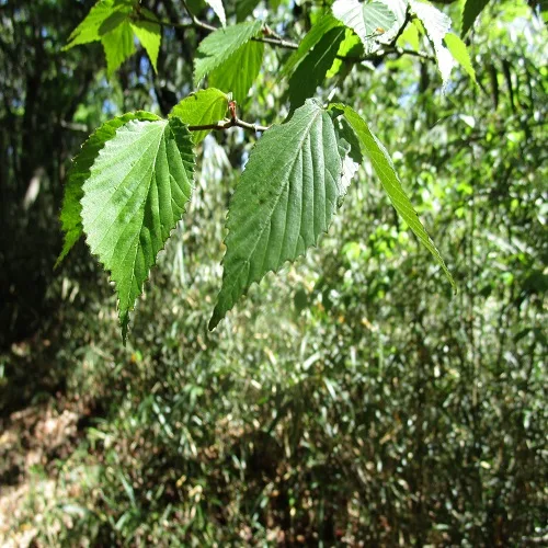 コバノガマズミの葉