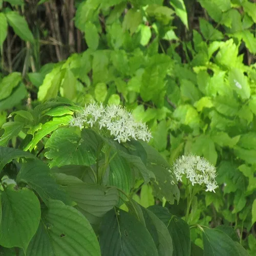 ミズキの花