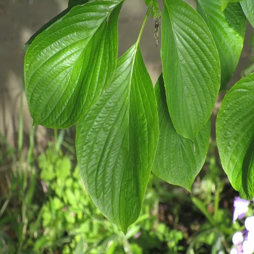 ミズキの葉
