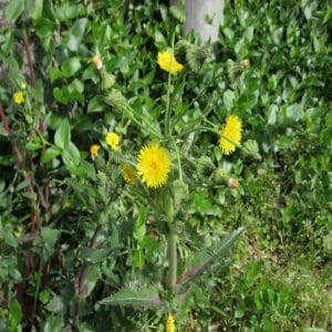 オニノゲシの花