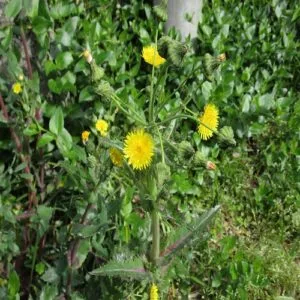 オニノゲシの花