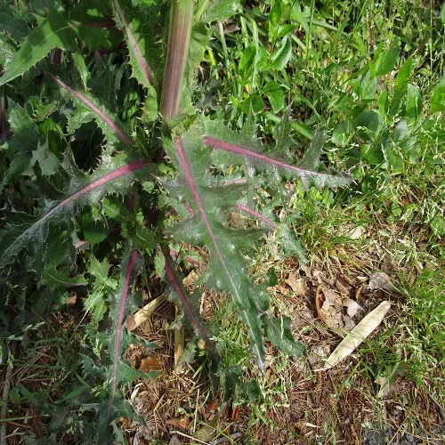 オニノゲシの葉