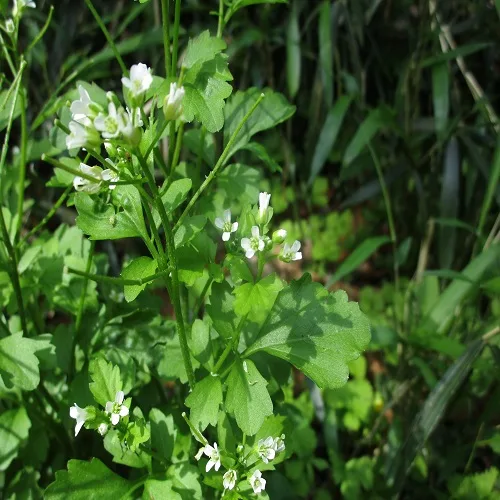 マルバコンロンソウの花