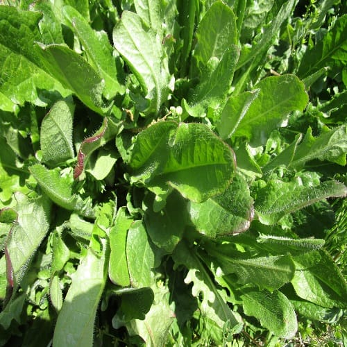 ブタナの根生葉