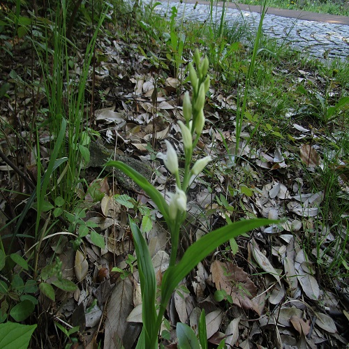 山野草 ラン科 多摩発信の山野草日記