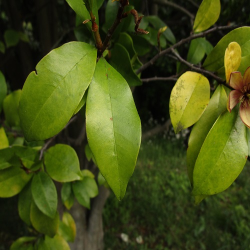 カラタネオガタマの葉