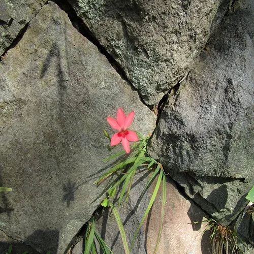 ヒメヒオウギの花