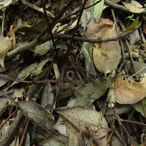 タマノカンアオイ ｜ 多摩発信の山野草ブログ