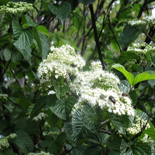 ガマズミの花