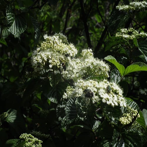 ガマズミの花