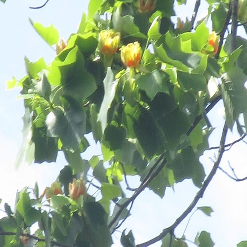 ユリノキの花
