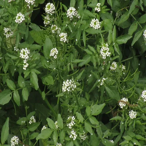 オランダガラシの花