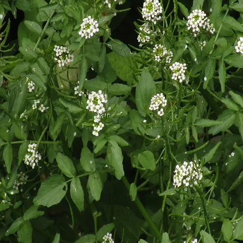 オランダガラシの花