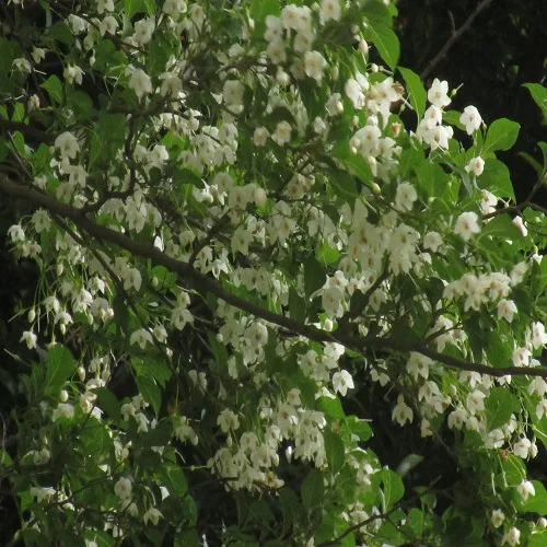 エゴノキの花