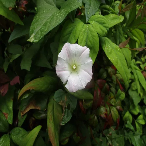 コヒルガオの花