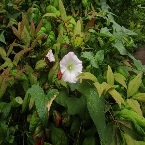 コヒルガオの花