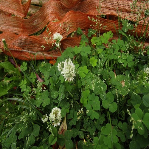 シロツメグサの花