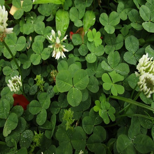 シロツメグサの葉