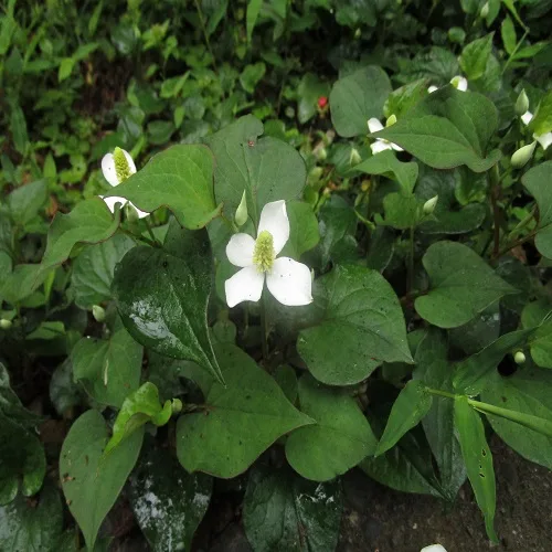 ドクダミの花