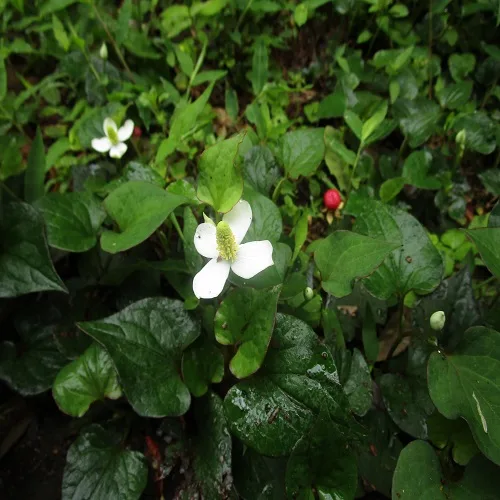 ドクダミの花