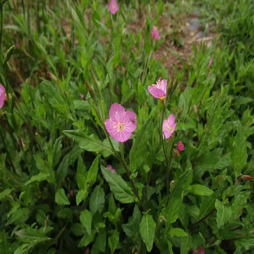 アカバナユウゲショウの花