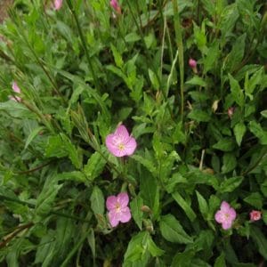 アカバナユウゲショウの花