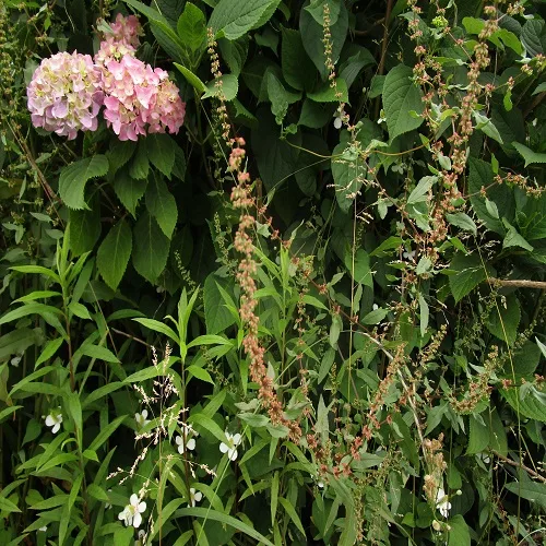 アレチギシギシの花