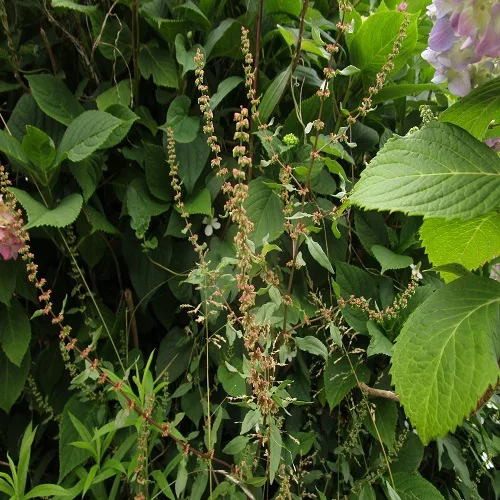 アレチギシギシ