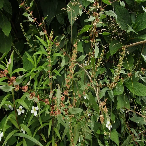 アレチギシギシの花