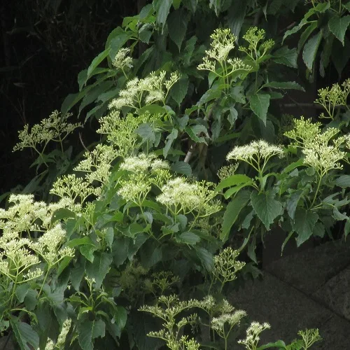 クマノミズキの花