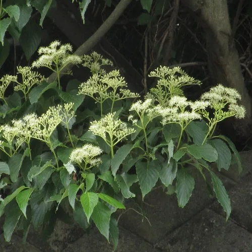 クマノミズキの花
