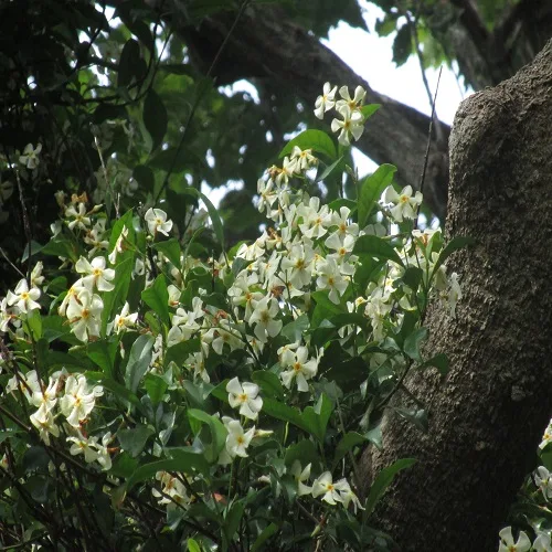 テイカカズラの花