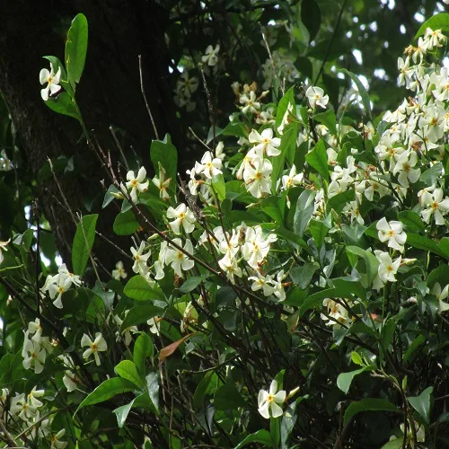 テイカカズラの花