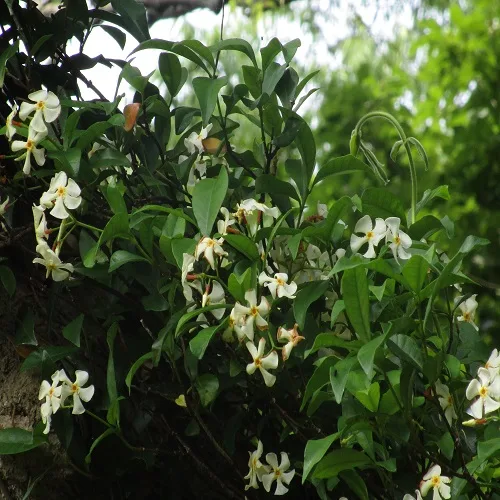 テイカカズラの花