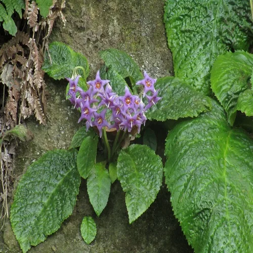 ケイワタバコの花