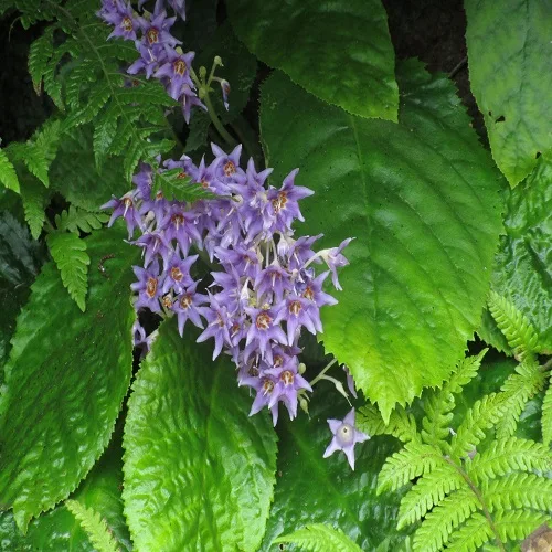 ケイワタバコの花